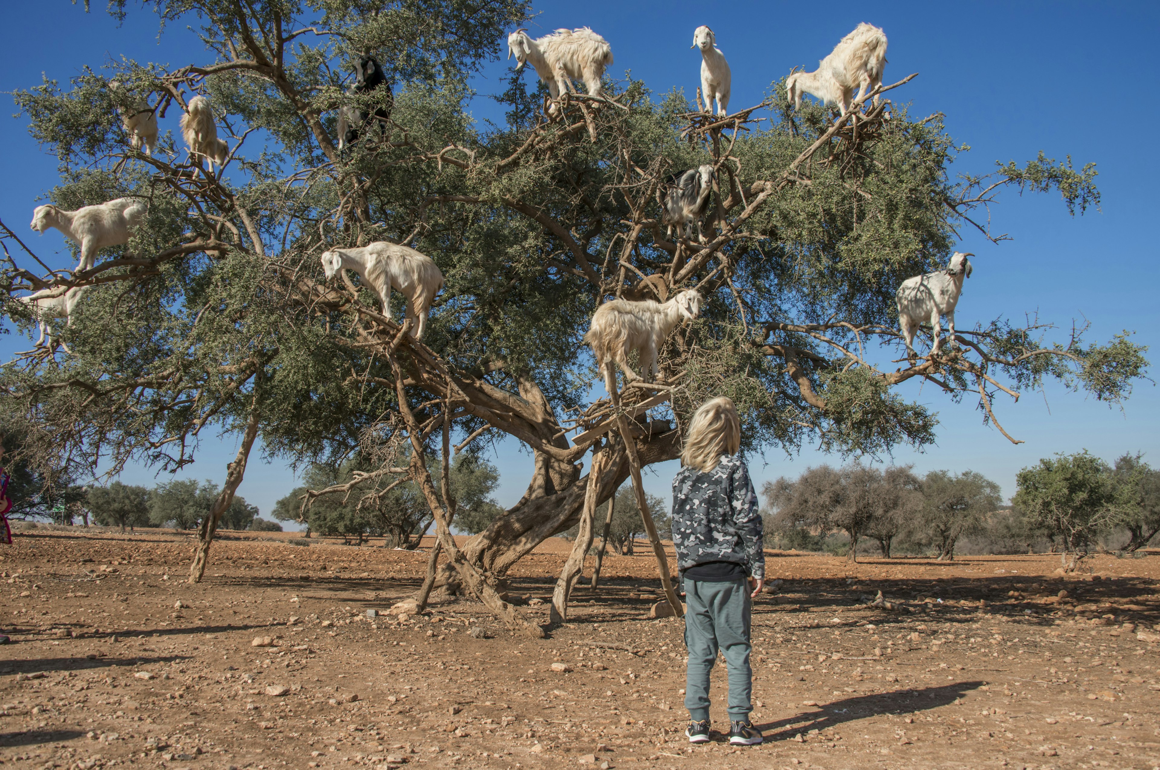 A child stands near a tree looking up at the goats who are standing in the branches