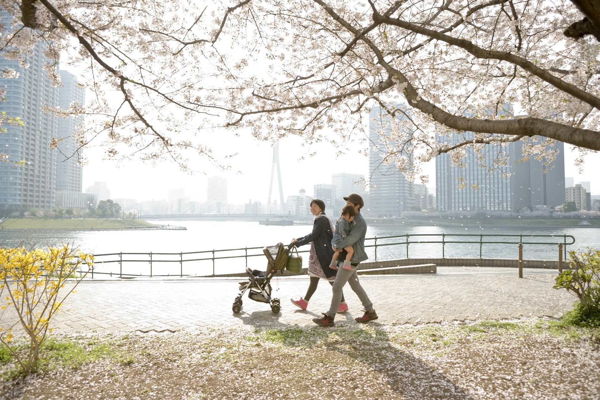 A family with a stroller walk along a path beside a river under cherry blossom