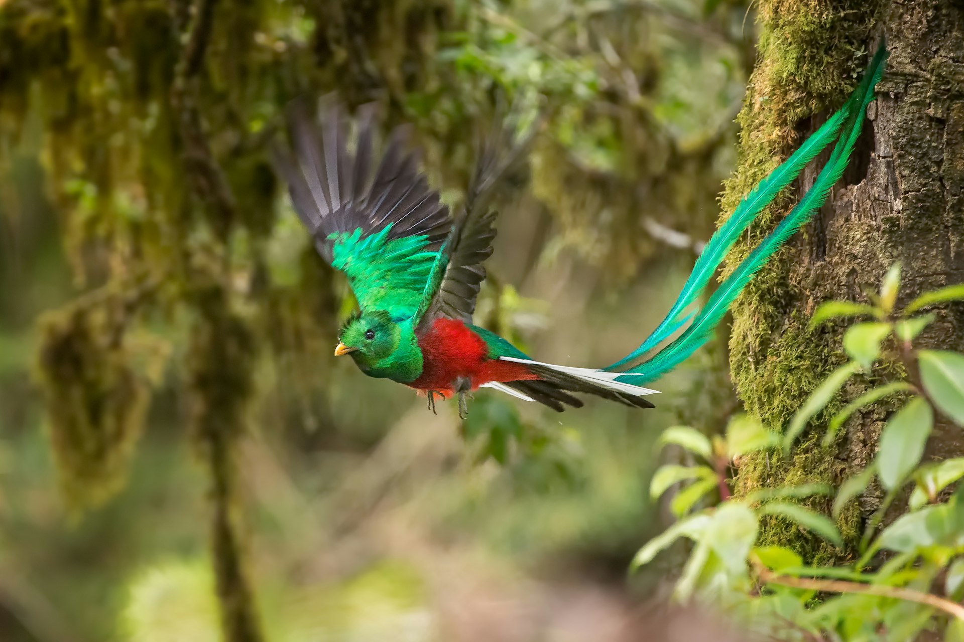 A turquoise and scarlet resplendent quetzal soaring through the trees with wings spread