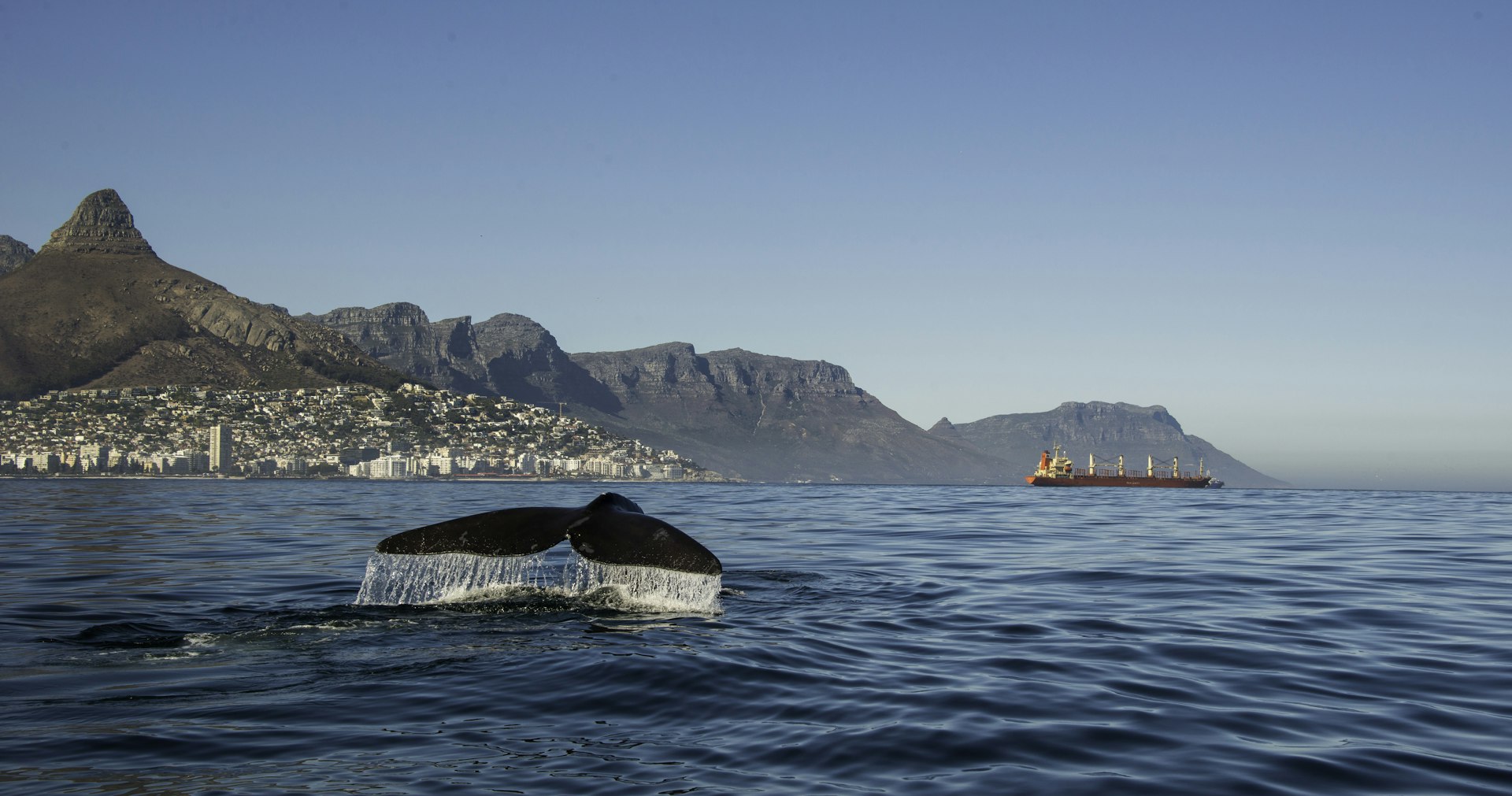 A whale's tail breaches the water near the distinctive mountainous skyline of Cape Town