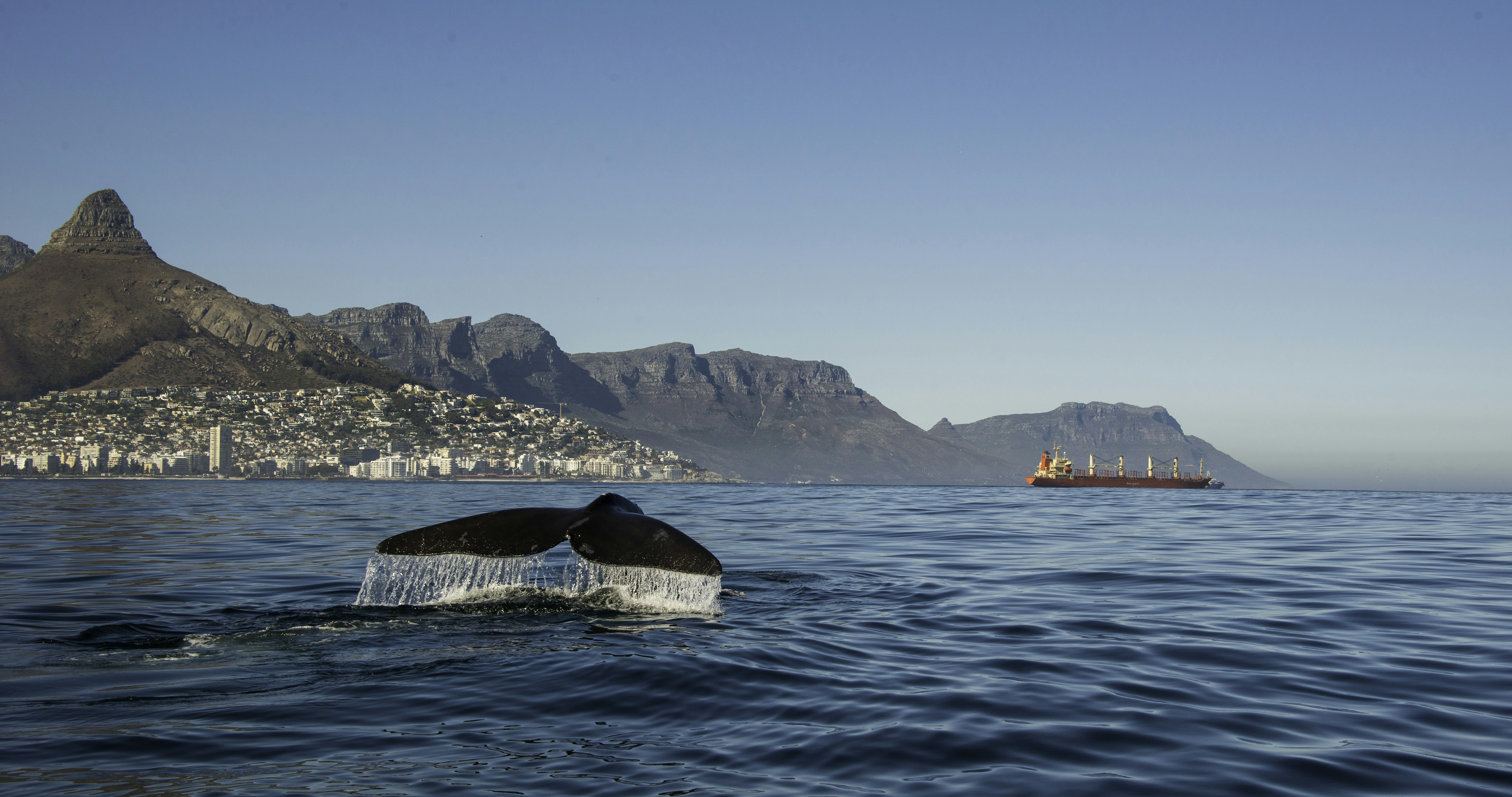 Southern right whale diving in front of the Cape Town waterfront.