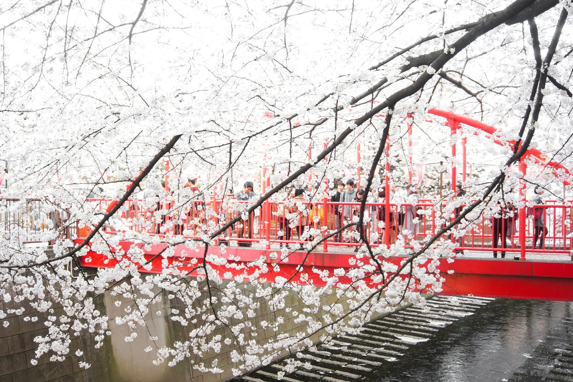 Meguro River Cherry Blossoms Tokyo 2 - Hai Huynh.jpg