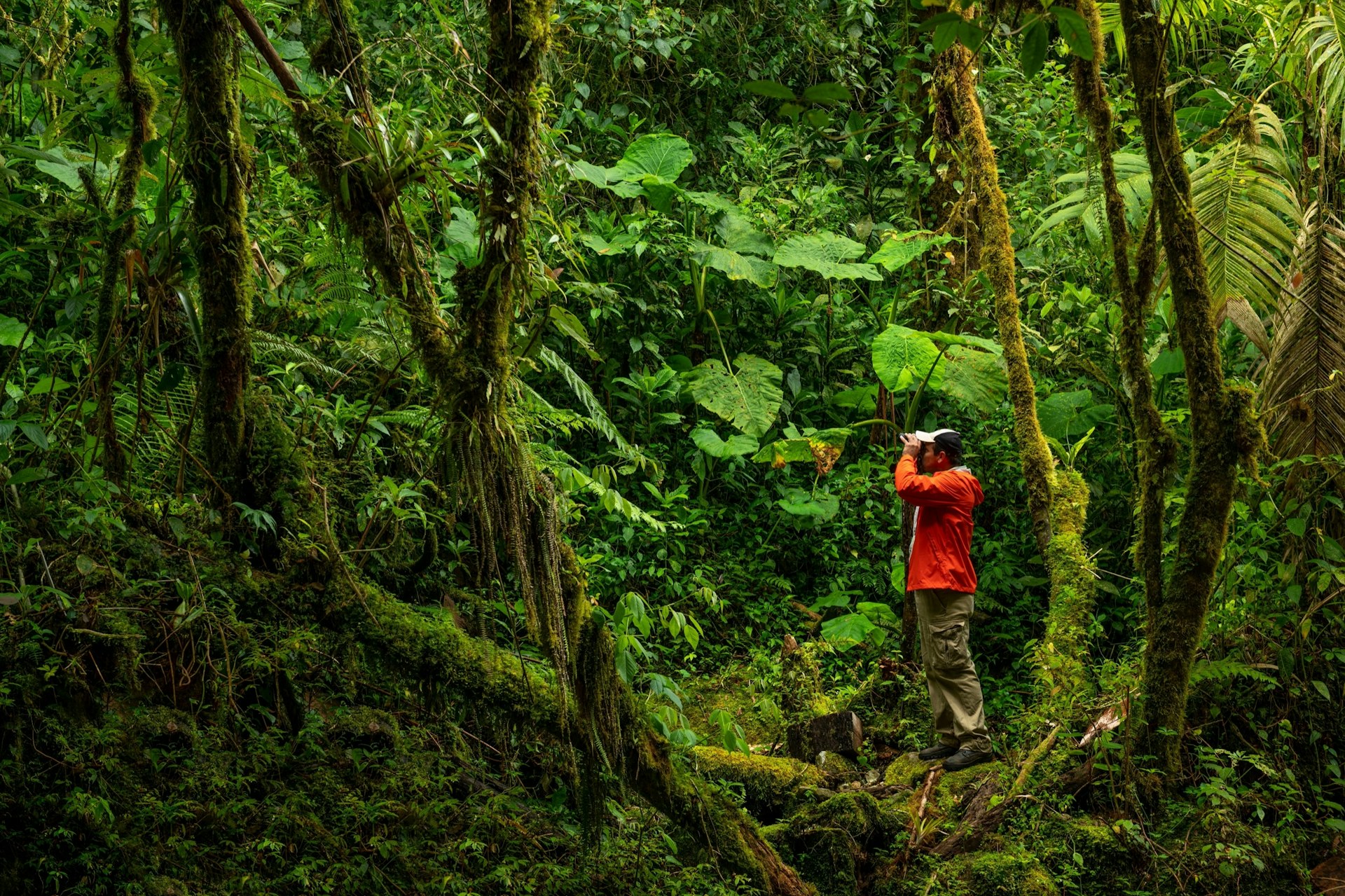 A man in a bright red jacket holds up a pair of binoculars in the thick of a cloud forest in Panama 