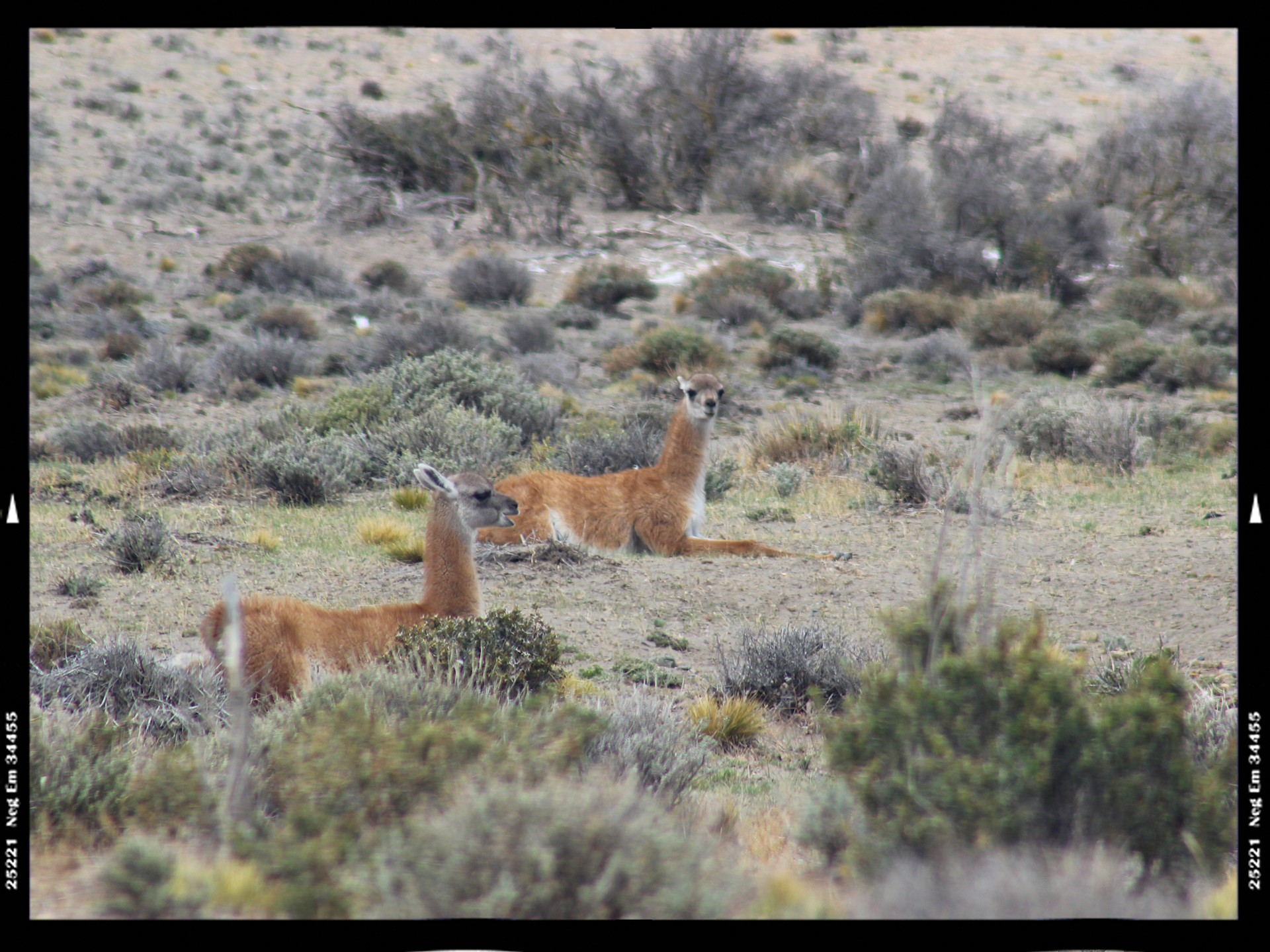 Guanacos in the steppes of Patagonia