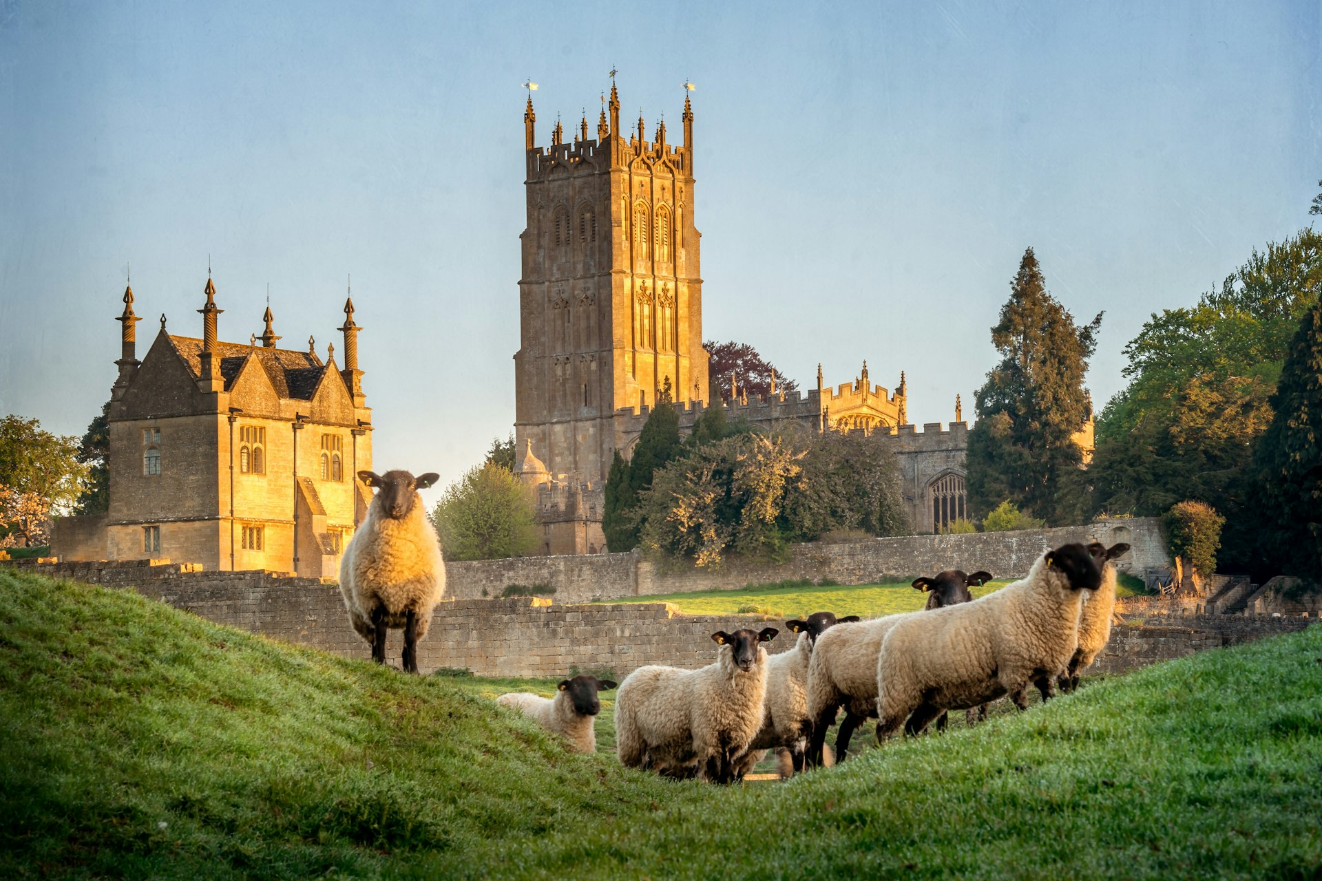 Cotswold sheep near St James' Church in Chipping Campden during the early morning.