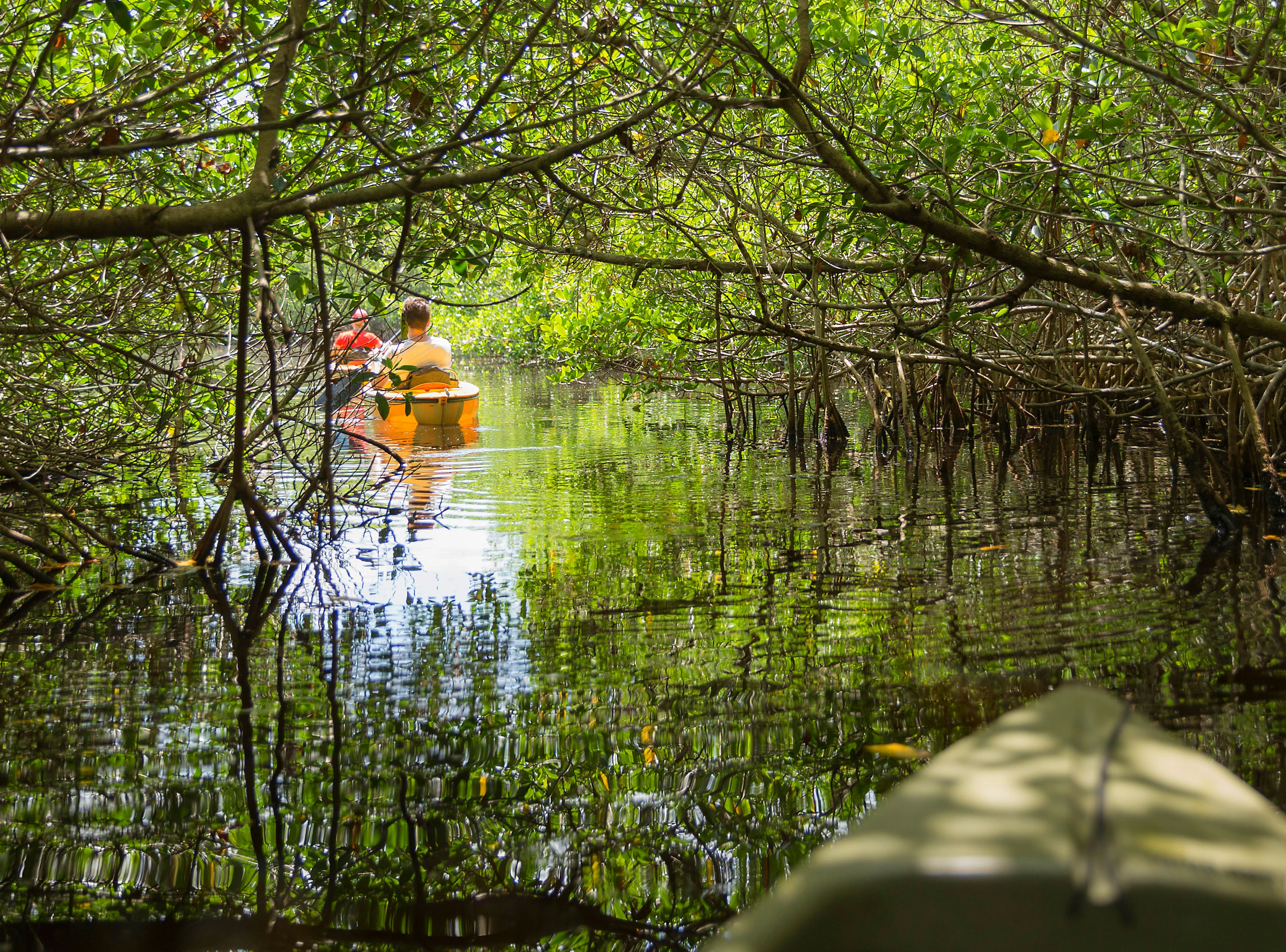 Two people kayaking in mangrove tunnels in Everglades National Park, Florida