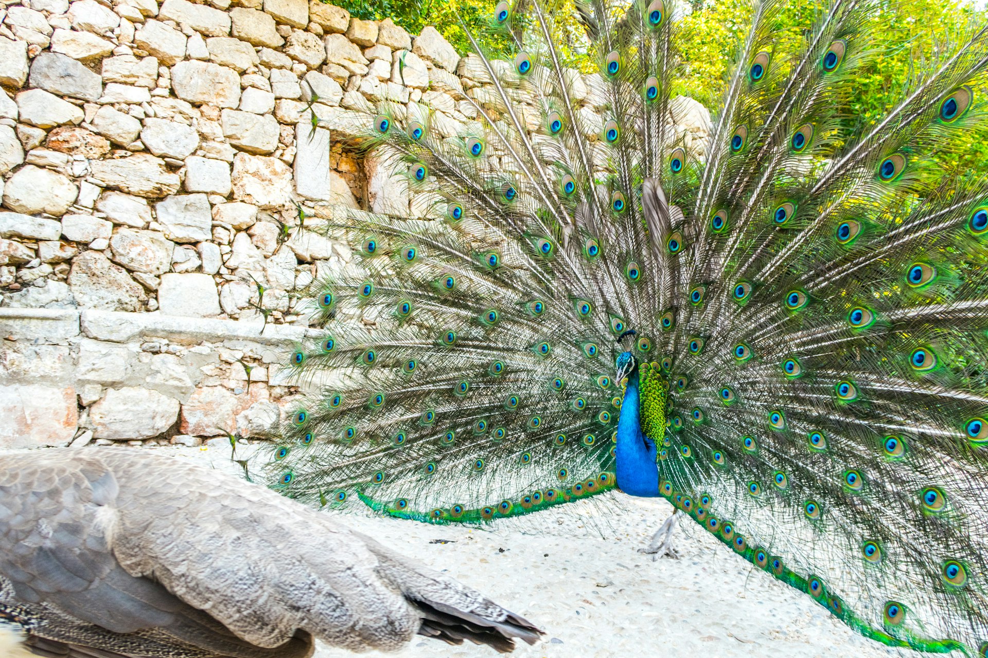 Adult male peacock displaying colorful and vibrant feathers with vivid blue body and green and yellow neon colored fanned out tail as a female hen walks by on the island of Lokrum in Croatia
