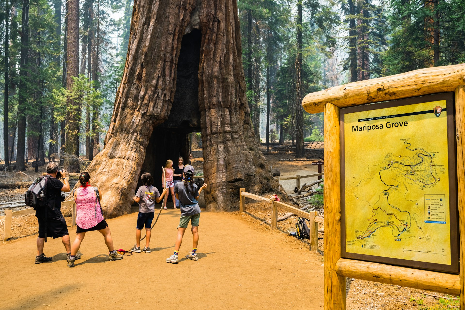 Groups of teens stand in a passageway through the vast trunk of a tree