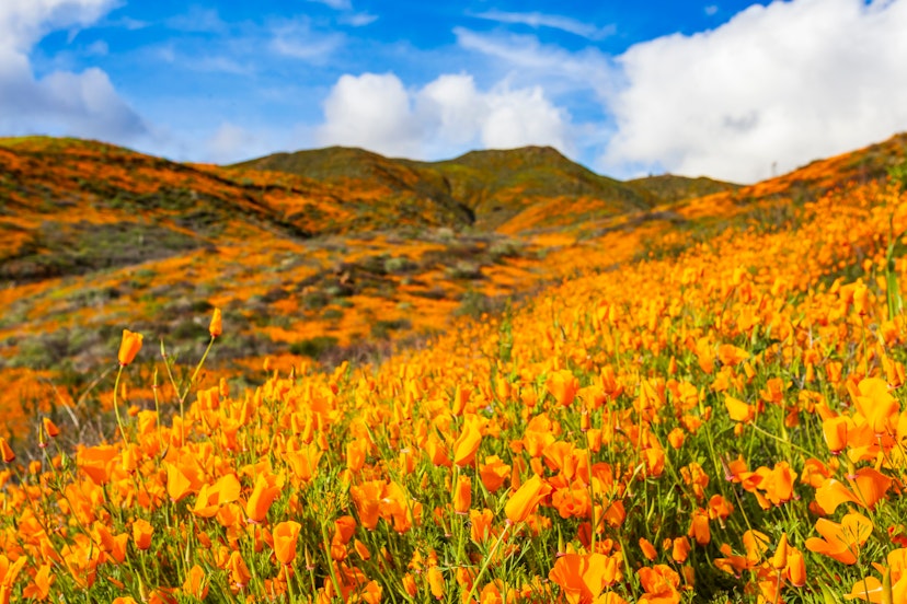 California Poppies Superbloom in Walker Canyon.; Shutterstock ID 1349585360; your: Brian Healy; gl: 65050; netsuite: Lonely Planet Online Editorial; full: Super bloom in 2023?
1349585360