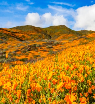California Poppies Superbloom in Walker Canyon.; Shutterstock ID 1349585360; your: Brian Healy; gl: 65050; netsuite: Lonely Planet Online Editorial; full: Super bloom in 2023?
1349585360
