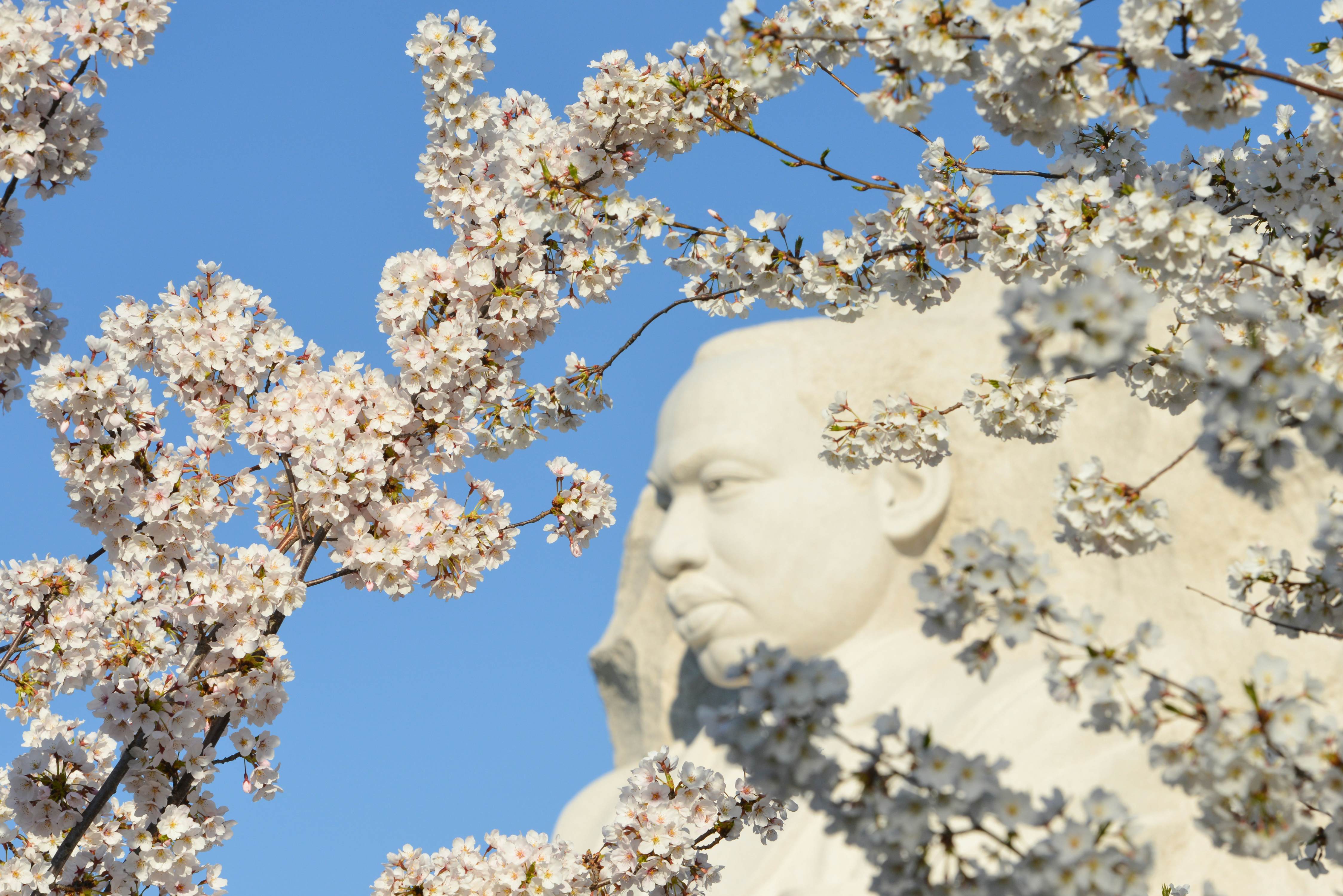 How to See Washington, D.C. Cherry Blossoms in 2023 - AFAR