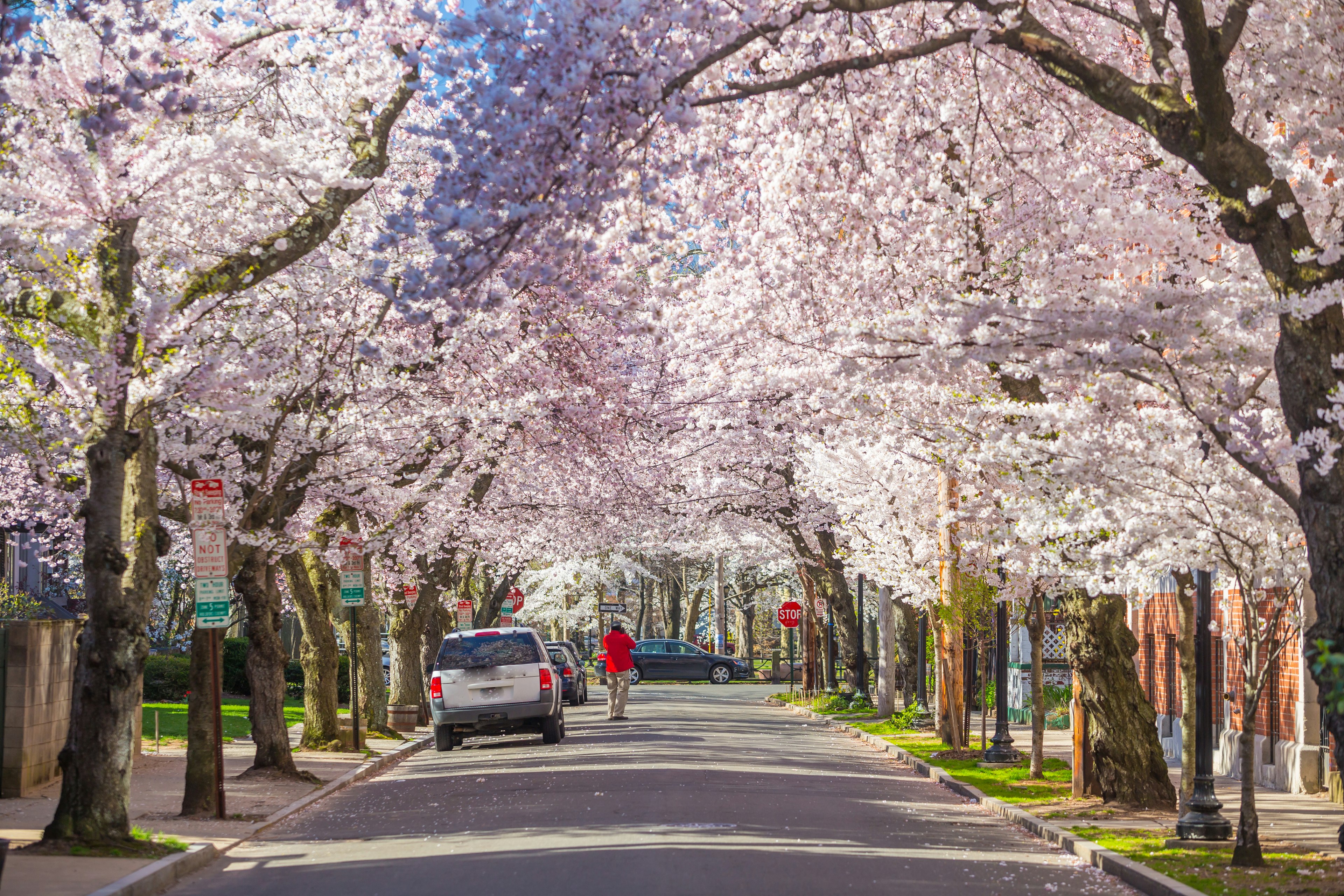 Branches of pink cherry blossoms at Wooster Square, New Haven, Connecticut, New England, USA