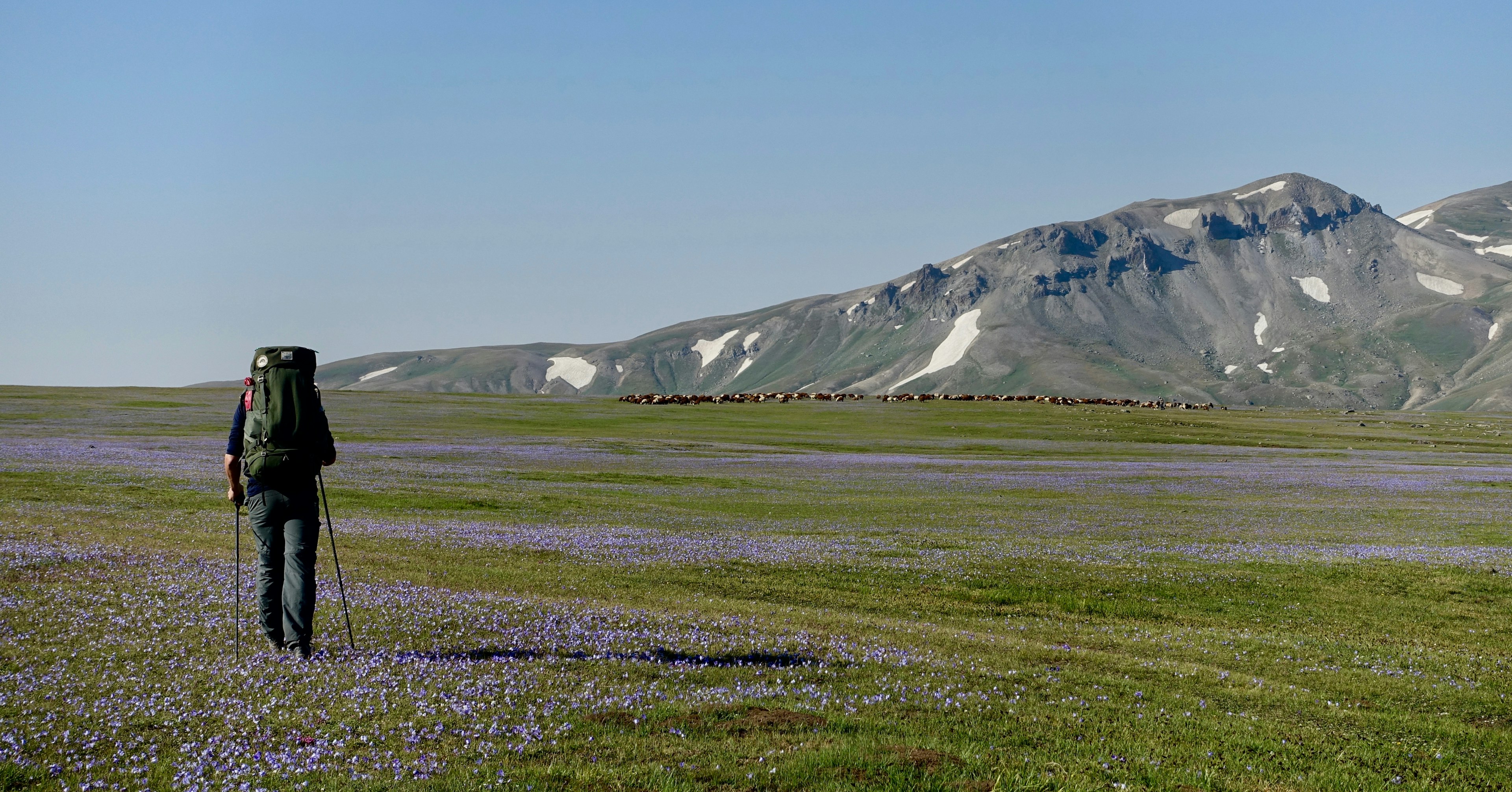 Hiker in a meadow with flowers along the Transcaucasian Trail in the Gegham Mountains, Armenia