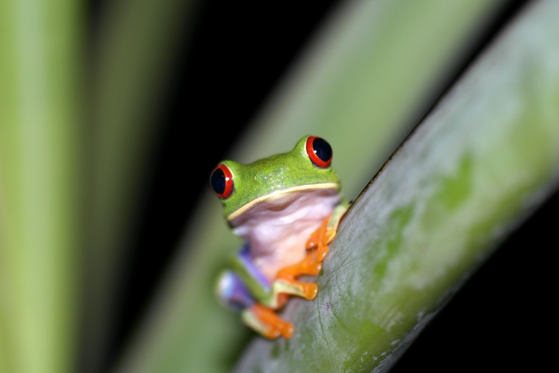 A green, white and orange tree frog sitting on a leaf stem at Tortuguero National Park in Costa Rica