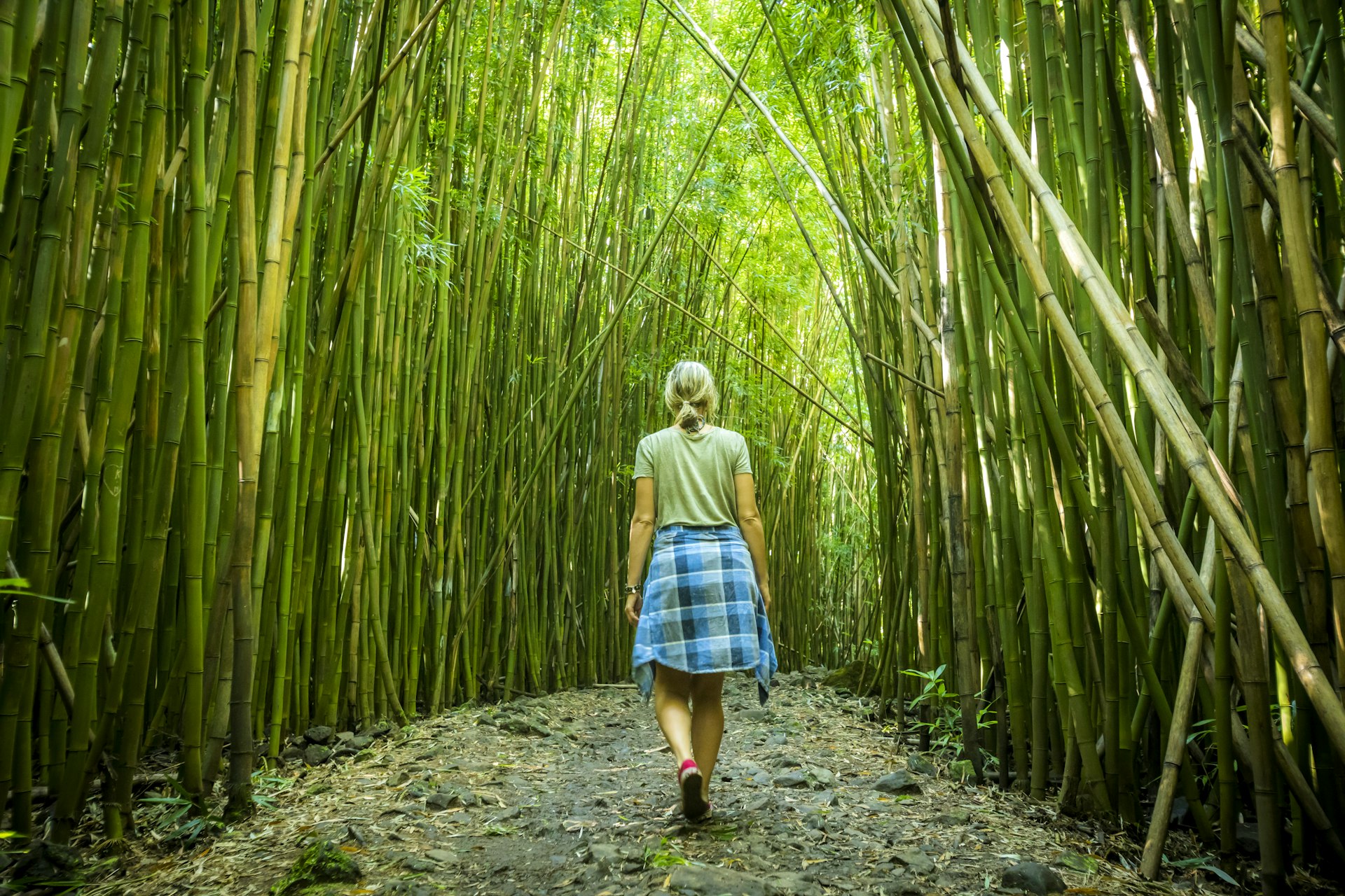 A woman explores the bamboo forest whilst hiking the Pipiwai trail in Haleakala National park with bamboo growing either side of her