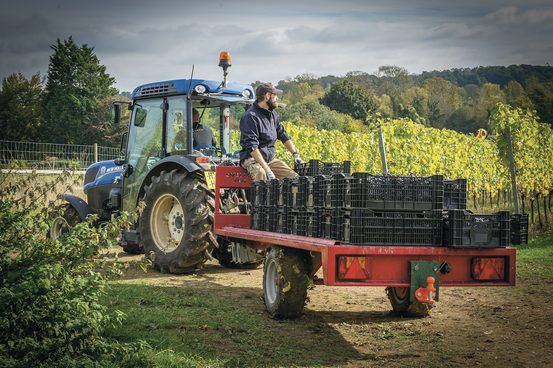 A man sits on a tractor with a trailer full of freshly harvested grapes