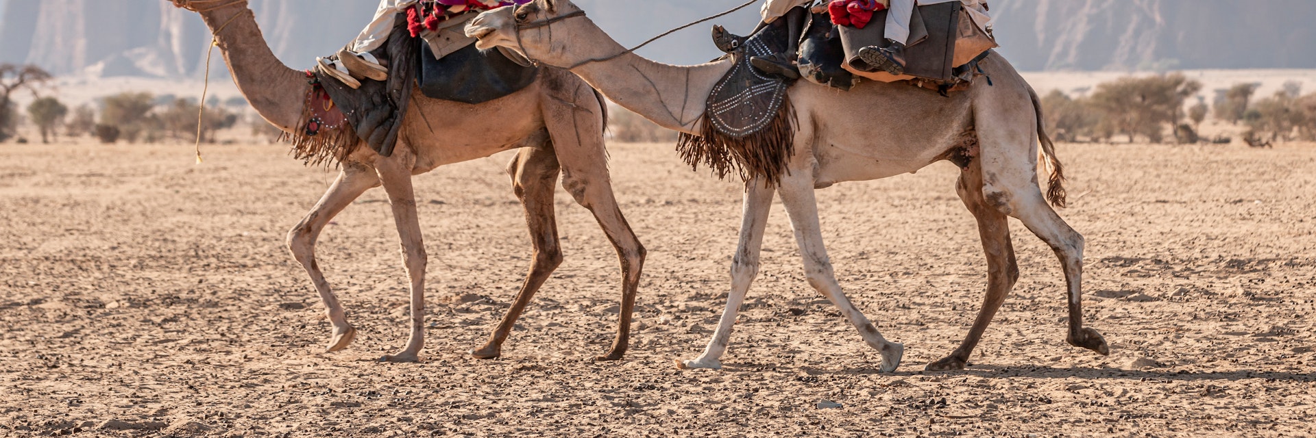 Nomad with camels in the Sahara desert, Chad, November 17, 2017; Shutterstock ID 1565647990; your: Sloane Tucker; gl: 65050; netsuite: Online Editorial; full: Destination Page
1565647990