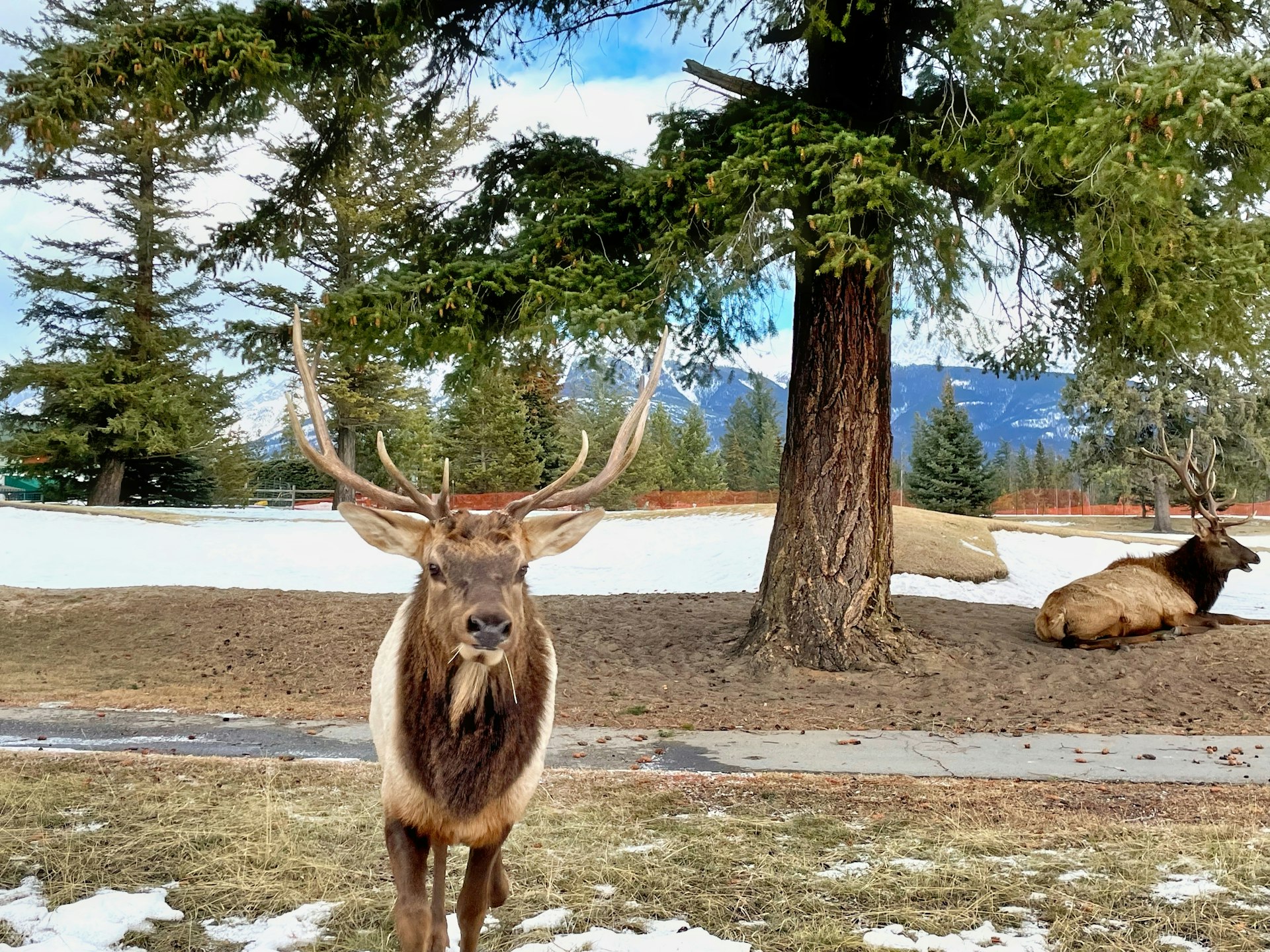 Elk roaming through the snow at Jasper Park Lodge.jpg