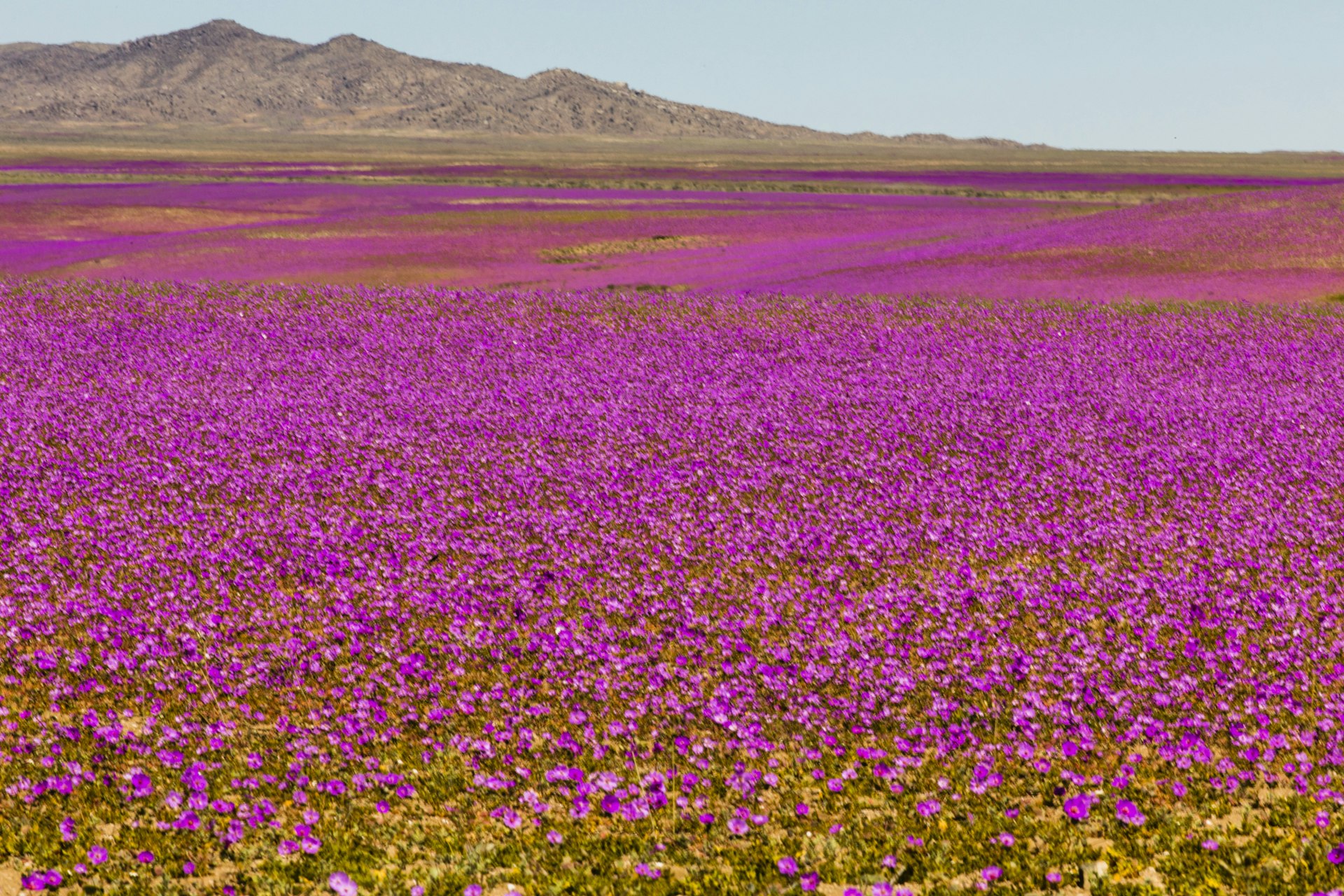 Purple flowers bloom during a “desierto florido” in the Atacama Desert, Chile, South Americ