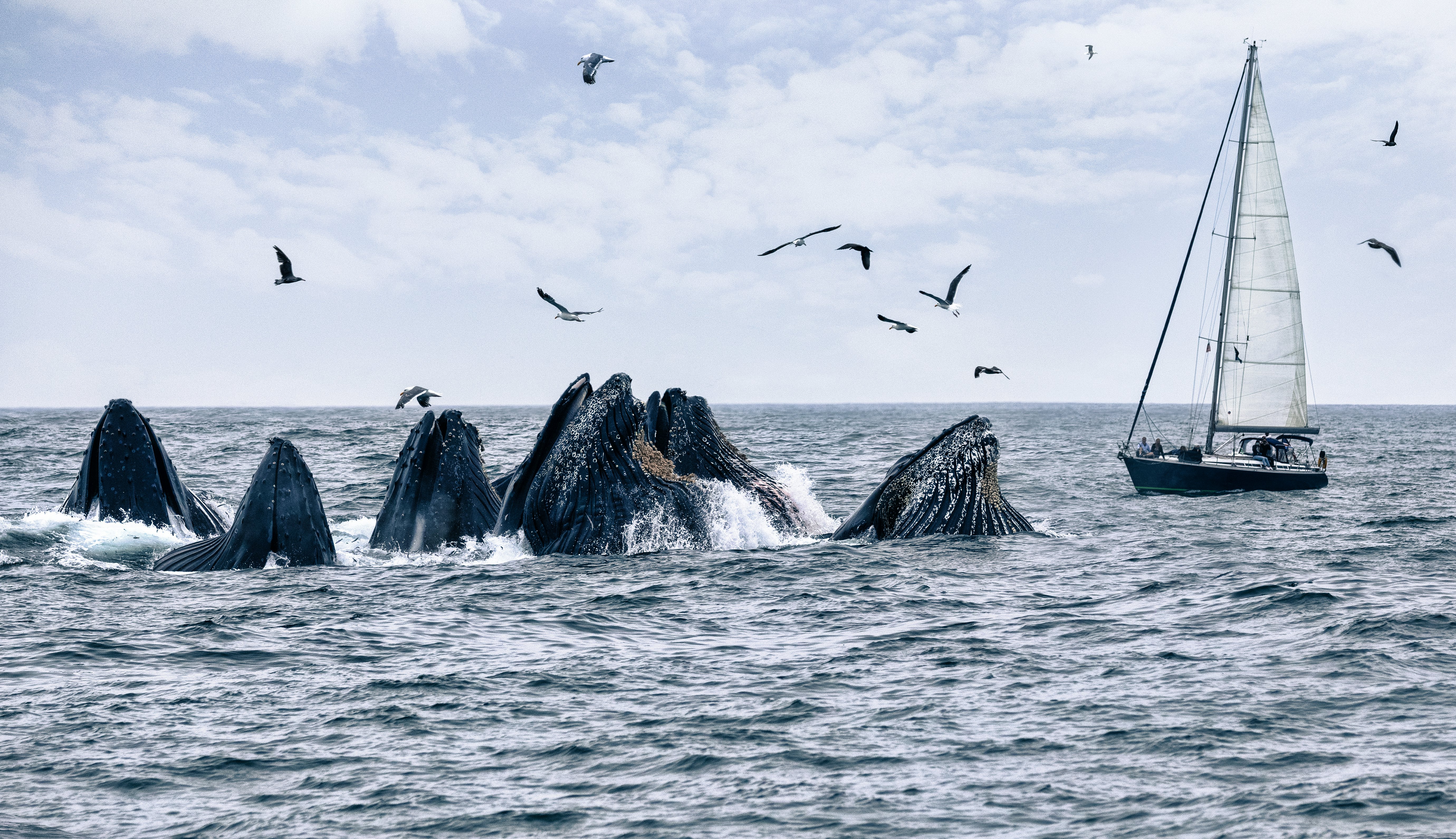 Humpback whales feeding in front of a sailboat in Monterey Bay.