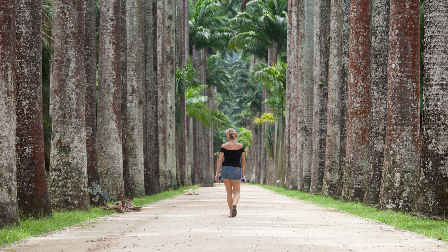 Rear view of lady walking along palm tree lined path
1031870476