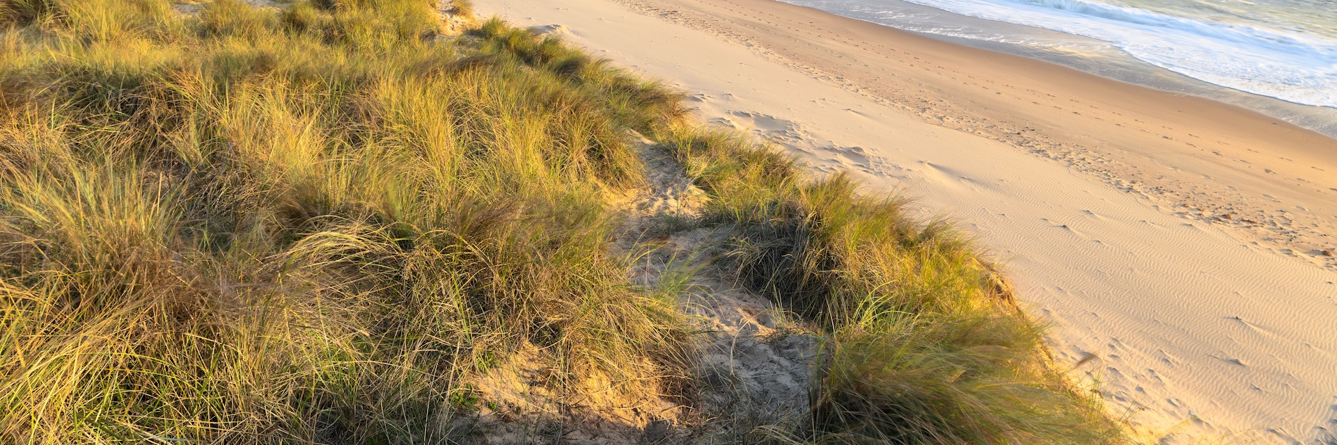 Early morning sunshine illuminates the sand dunes and marram grass on the coast at Winterton on Sea.
