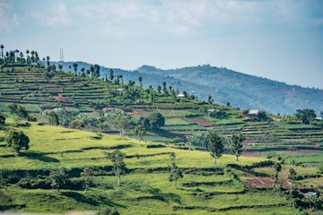 Terraced fields for farming cover the hills of northwestern Rwanda.
