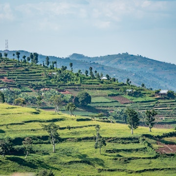Terraced fields for farming cover the hills of northwestern Rwanda.
