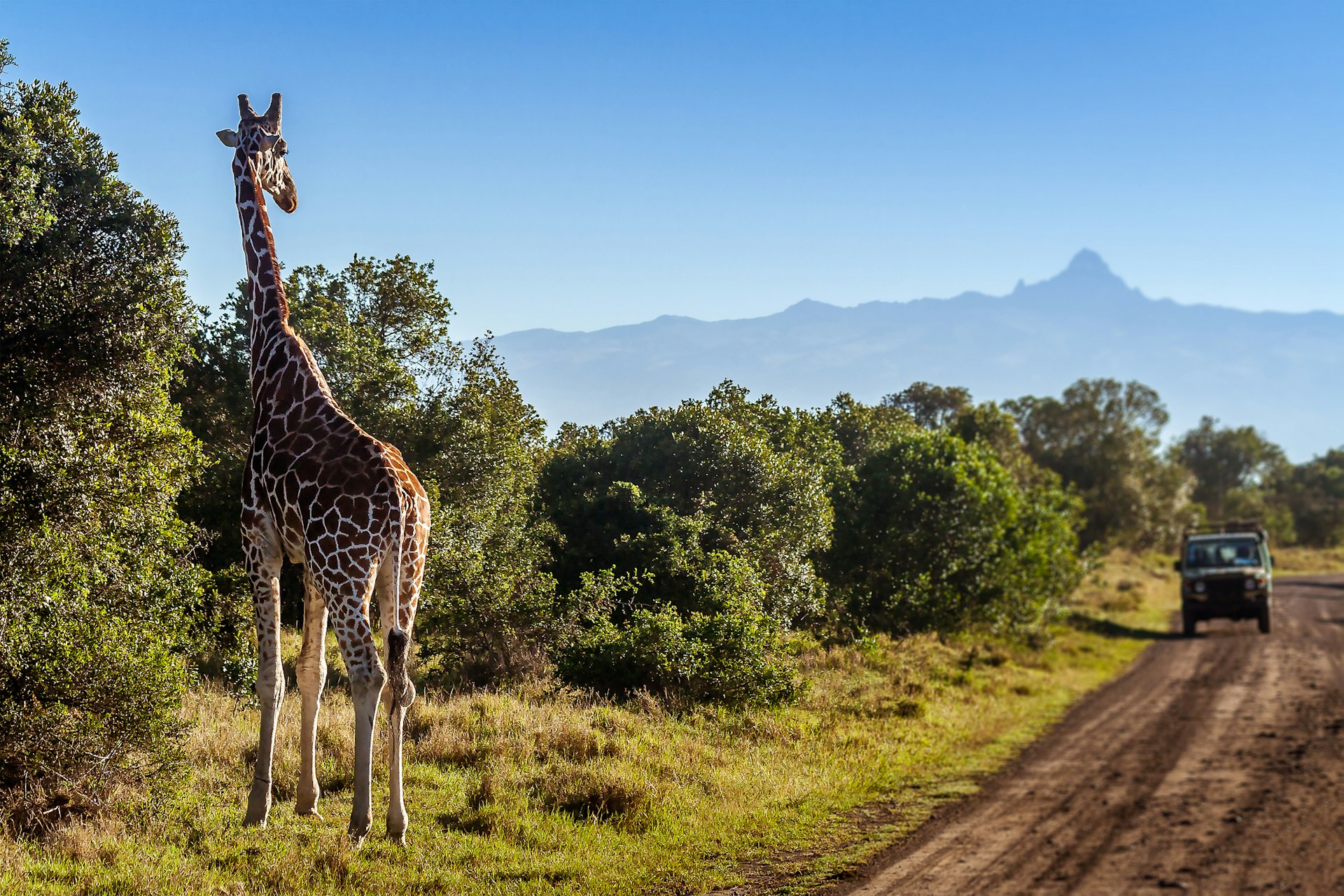 A 4WD follows a dirt road through a national park as a giraffe looks on from the side of the track