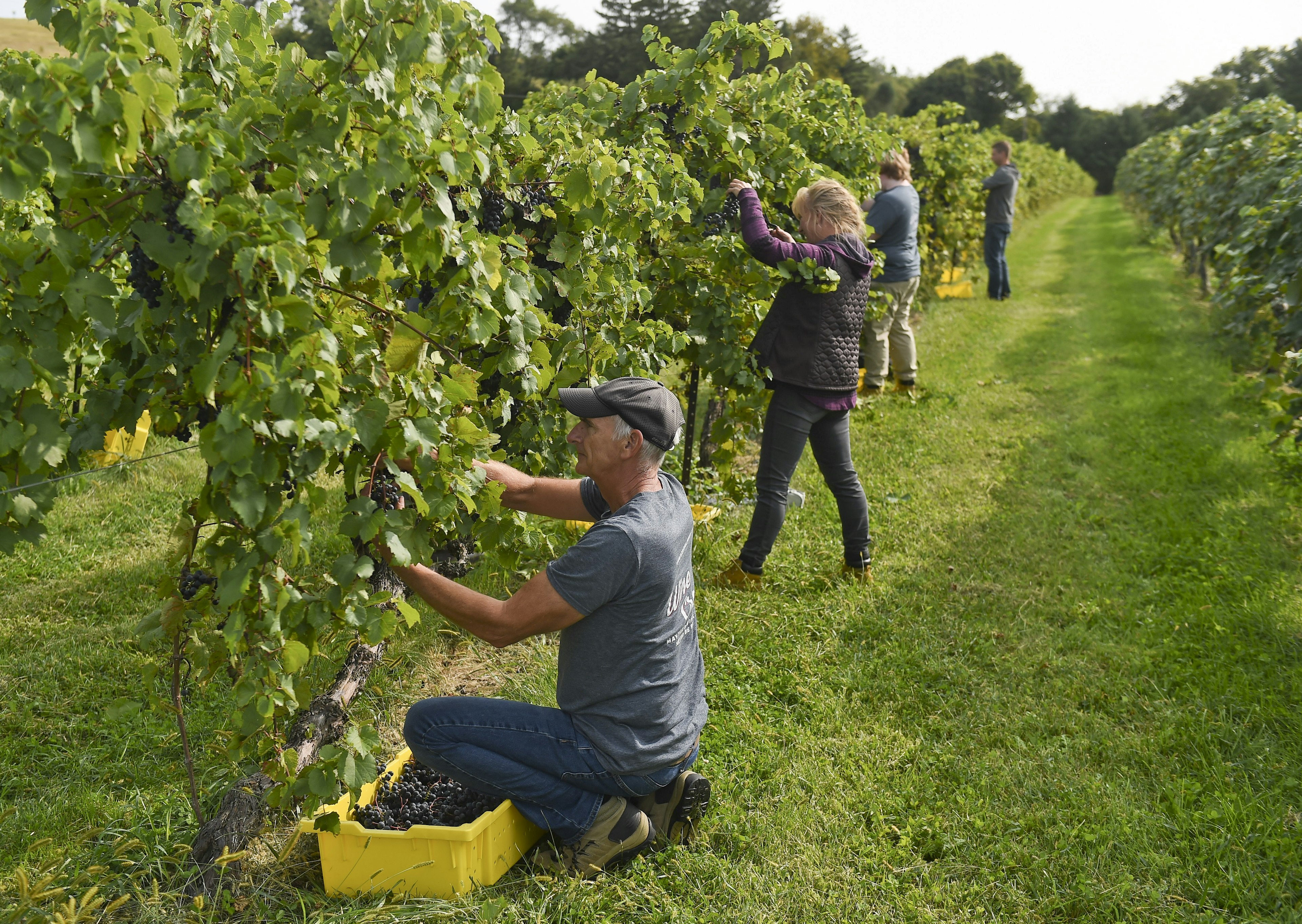 Winery employees harvest gradpes at Clover Hill Vineyards and Winery, Breinigsville, Pennsylvania, USA