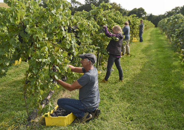 Winery employees harvest gradpes at Clover Hill Vineyards and Winery, Breinigsville, Pennsylvania, USA