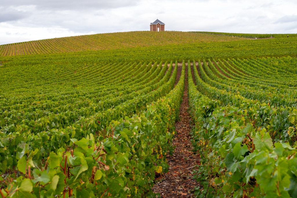 秋季雨天，法国地区香槟地区Epernay附近的绿色Grand Cru葡萄园与绿色Grand Cru葡萄园。在Cote des Blancs的粉笔土壤上种植白霞多丽葡萄葡萄。1310195685地区，Cramant，Grand Cru，Terroir，称谓，AY，Cuvee，Blanc de Blancs，Cote des Blancs，Pinot Meunier