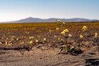 COPIAPO, CHILE - OCTOBER 20: Flowers bloom in the Atacama desert on October 20, 2021 in Copiapo, Chile. Despite being one the driest regions in the world, in some years Atacama desert gets coverd with flowers some weeks after heavy seasonal rains make seeds germinate up 200 desert plants. (Photo by Alex Fuentes/Getty Images)
1348108241
