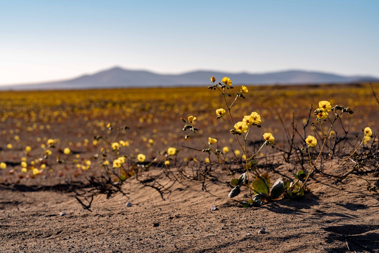 COPIAPO, CHILE - OCTOBER 20: Flowers bloom in the Atacama desert on October 20, 2021 in Copiapo, Chile. Despite being one the driest regions in the world, in some years Atacama desert gets coverd with flowers some weeks after heavy seasonal rains make seeds germinate up 200 desert plants. (Photo by Alex Fuentes/Getty Images)
1348108241