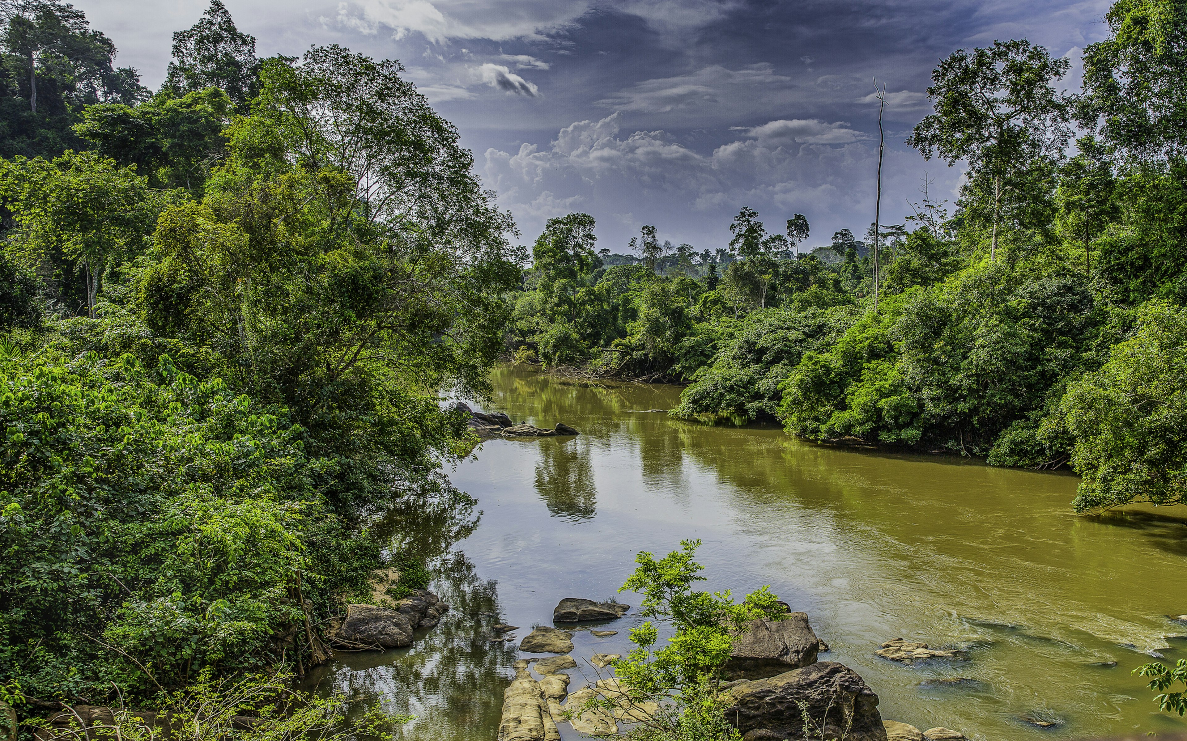 A river running through a dense forest