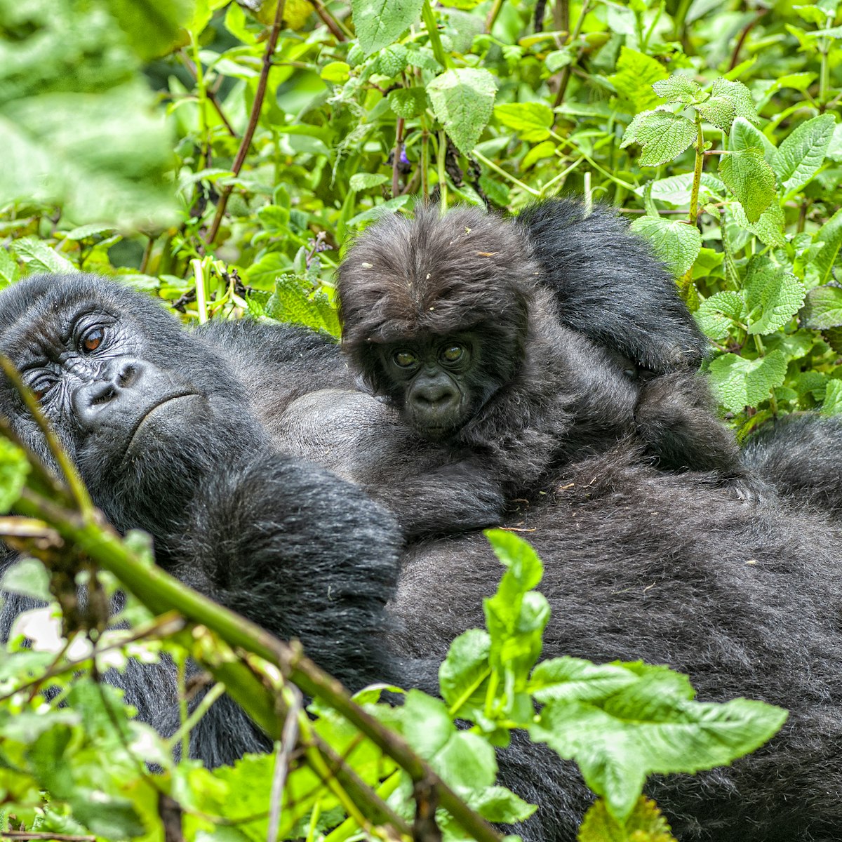 A female mountain gorilla with her young baby in Volcanoes National Park in the Virunga Mountains.
