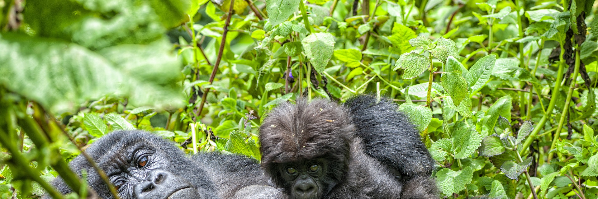 A female mountain gorilla with her young baby in Volcanoes National Park in the Virunga Mountains.
