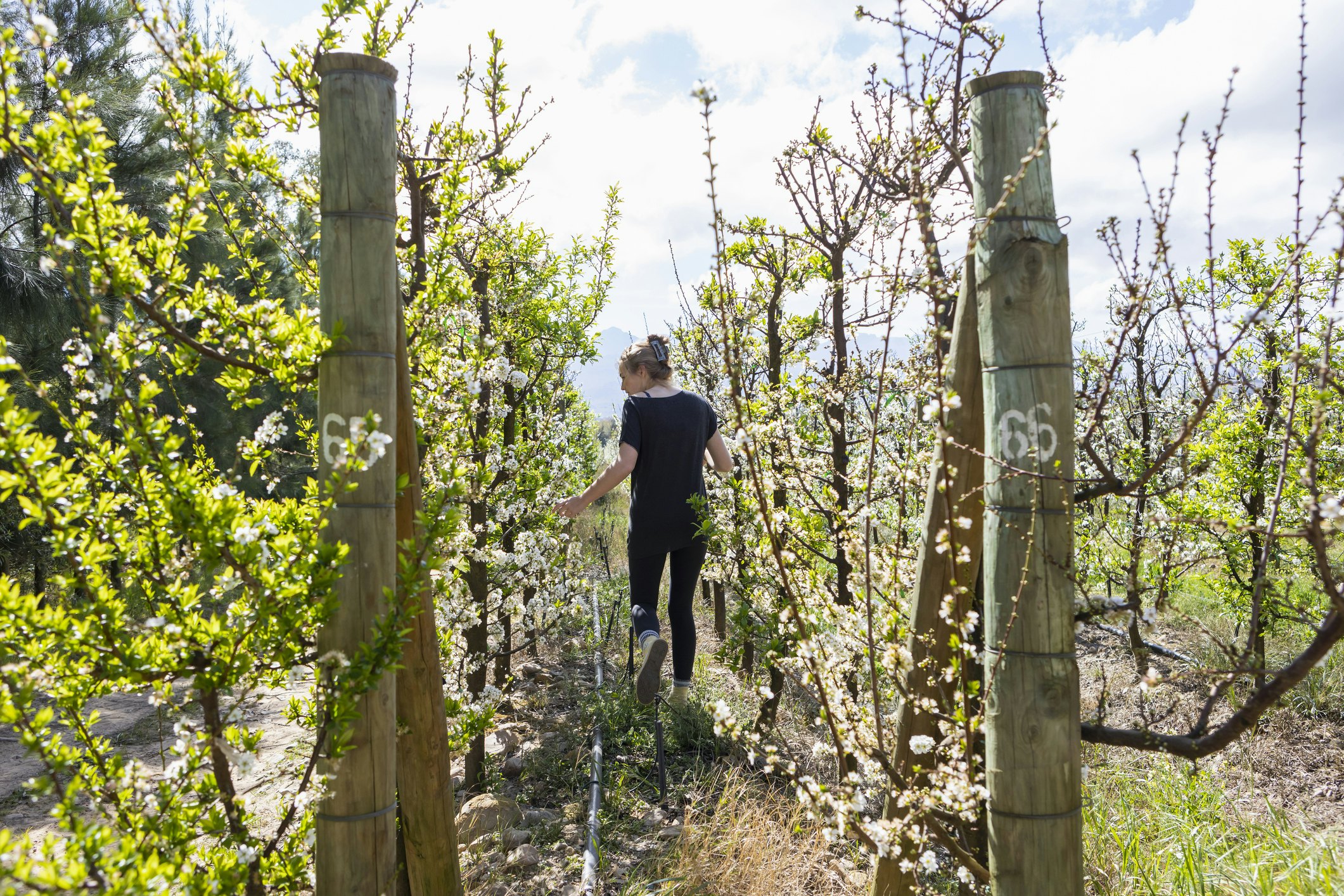 A teenage girl walks between vines lined up in a vineyard