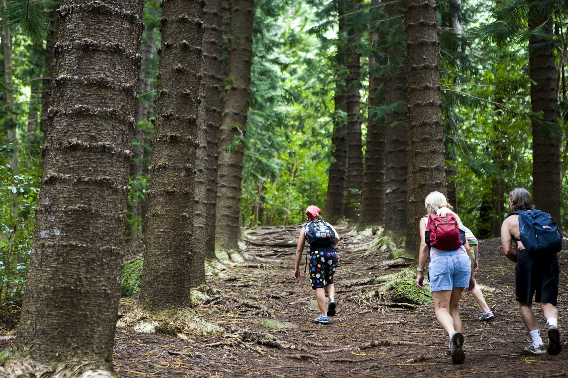 Several women hikers walk through the thick forest on the slopes of Nounou Mountain, Hawaii