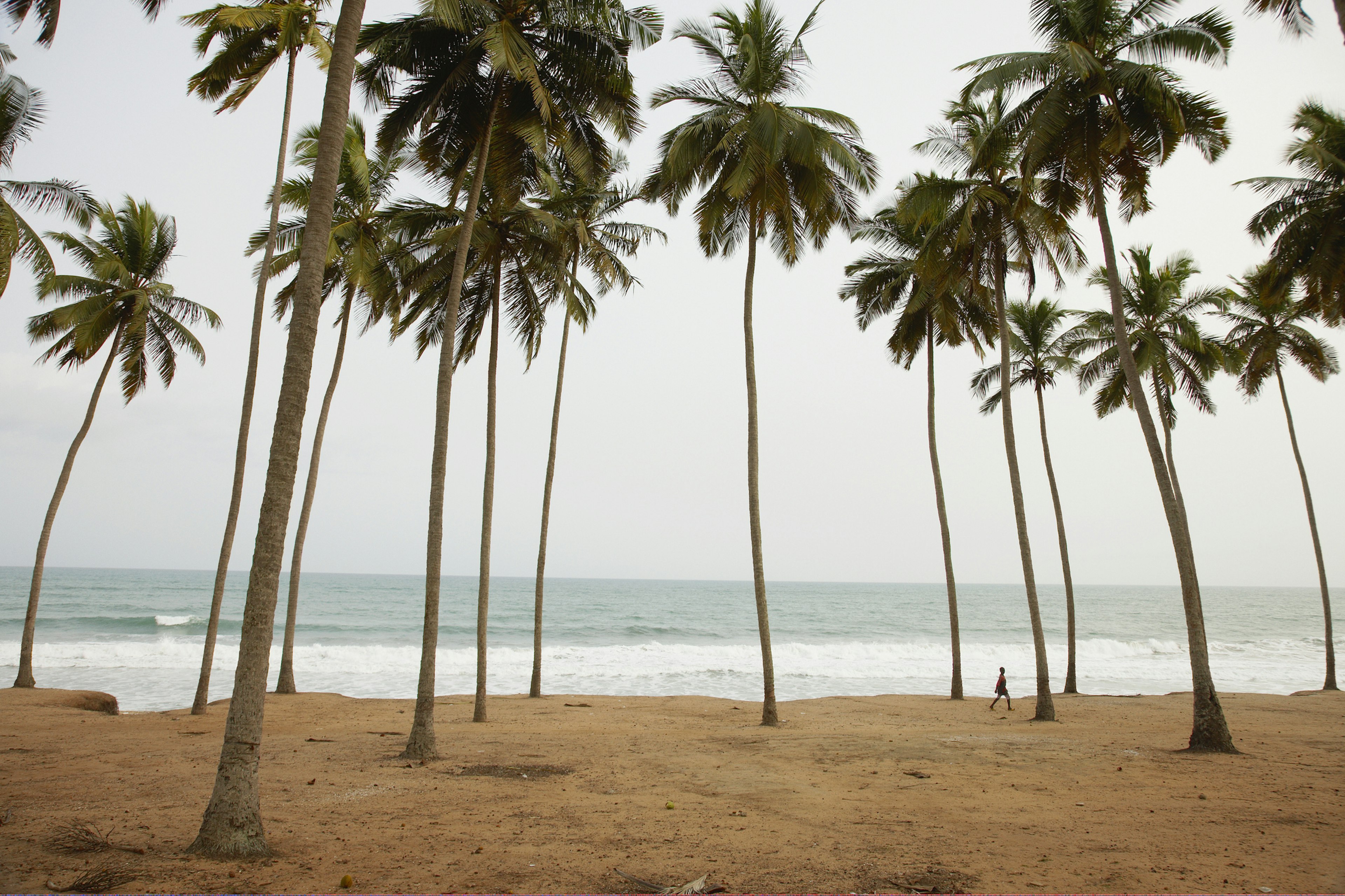 A small child in silhouette walks through towering palm trees that dot a sandy beach