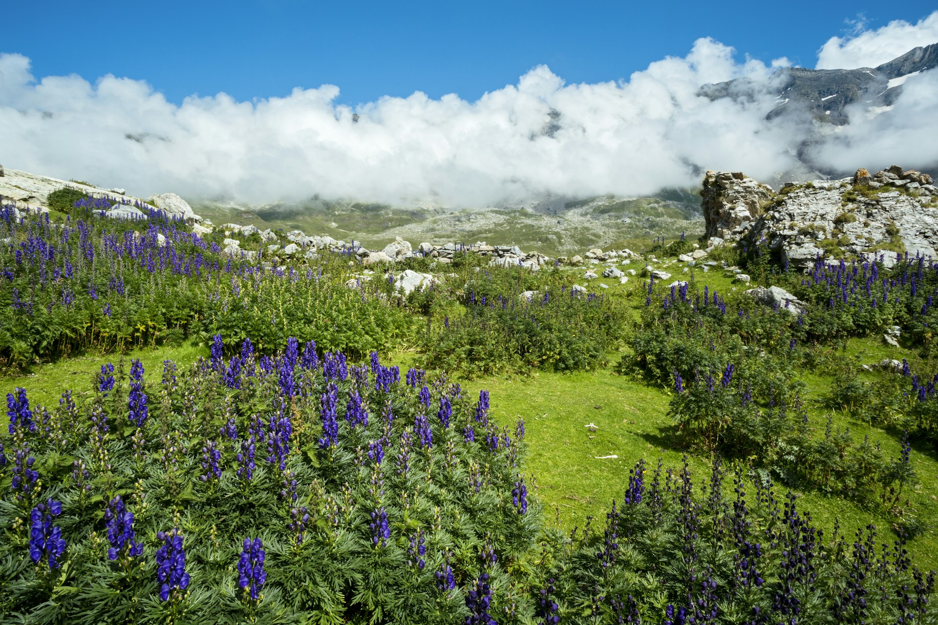 Aconit napel wildflowers in the mountains in France 