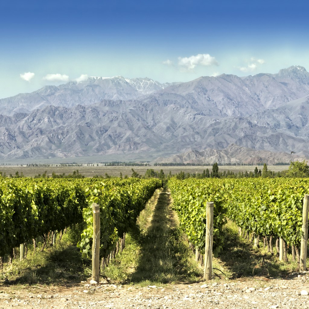Beautiful springtime in vineyards at foot of the Andes. Tupungato, Mendoza, Argentina.
666252946
Beautiful springtime in vineyards at foot of the Andes. Tupungato, Mendoza, Argentina.