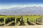 Beautiful springtime in vineyards at foot of the Andes. Tupungato, Mendoza, Argentina.
666252946
Beautiful springtime in vineyards at foot of the Andes. Tupungato, Mendoza, Argentina.