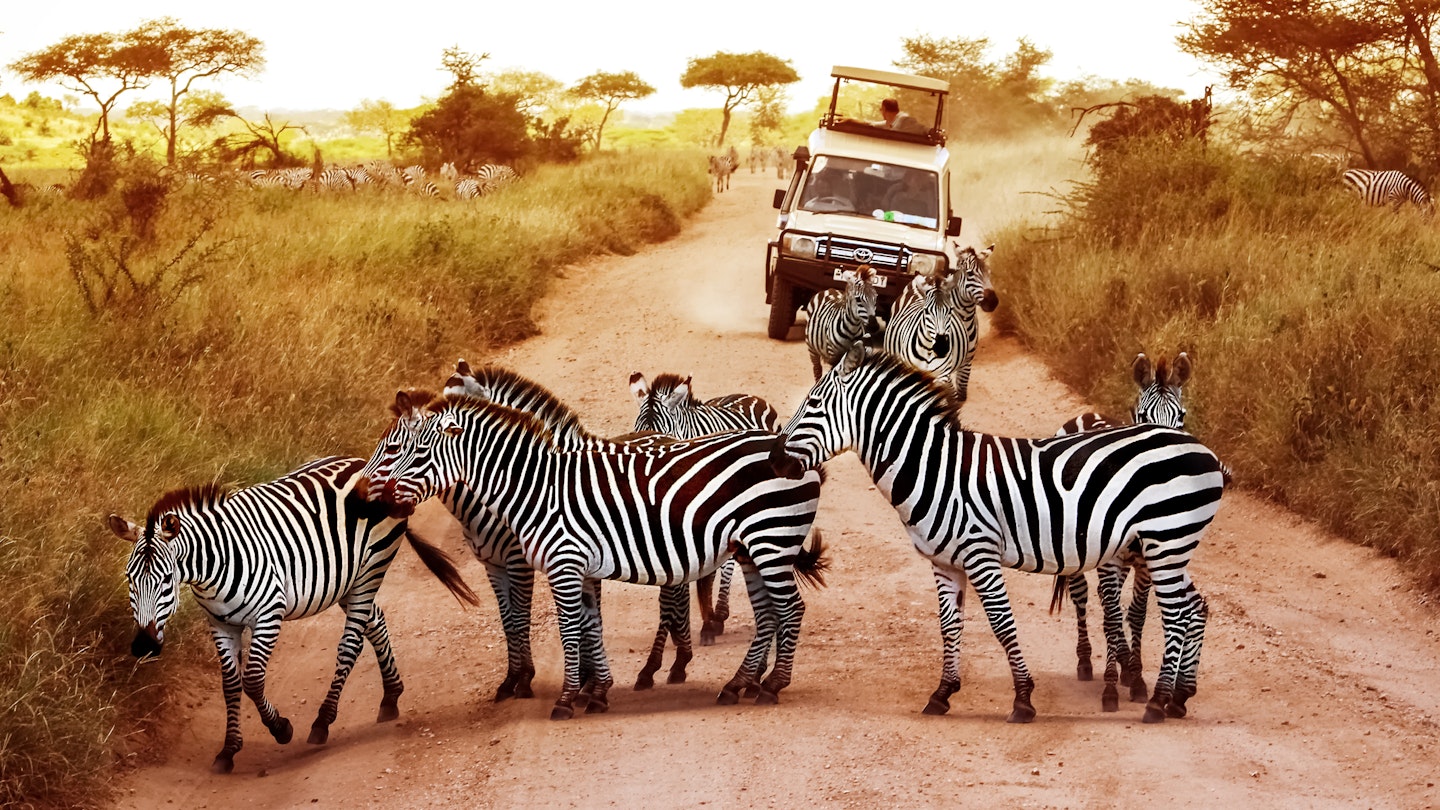 Africa, Tanzania, Serengeti - February 2016: Zebras on the road in Serengeti national park in front of the jeep with tourists.
692556208
