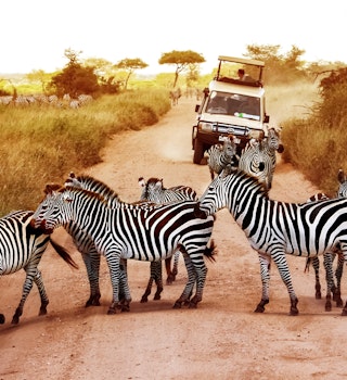 Africa, Tanzania, Serengeti - February 2016: Zebras on the road in Serengeti national park in front of the jeep with tourists.
692556208