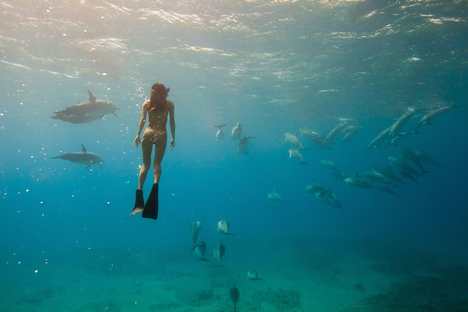 A woman snorkeller in goggles and fins underwater floats towards the surface surrounded by dolphins in Hawaii