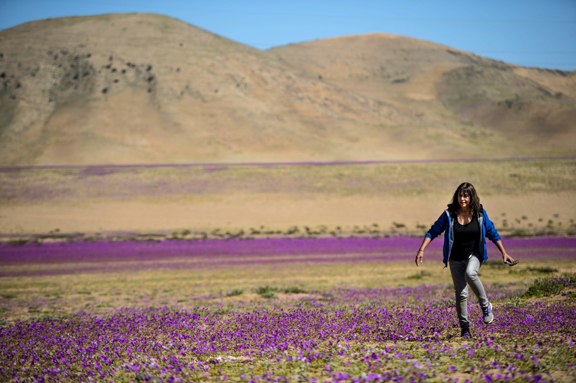 A woman walks on purple flowers in bloom during a “desierto florido” in the Atacama Desert, Copiapó, Chile 