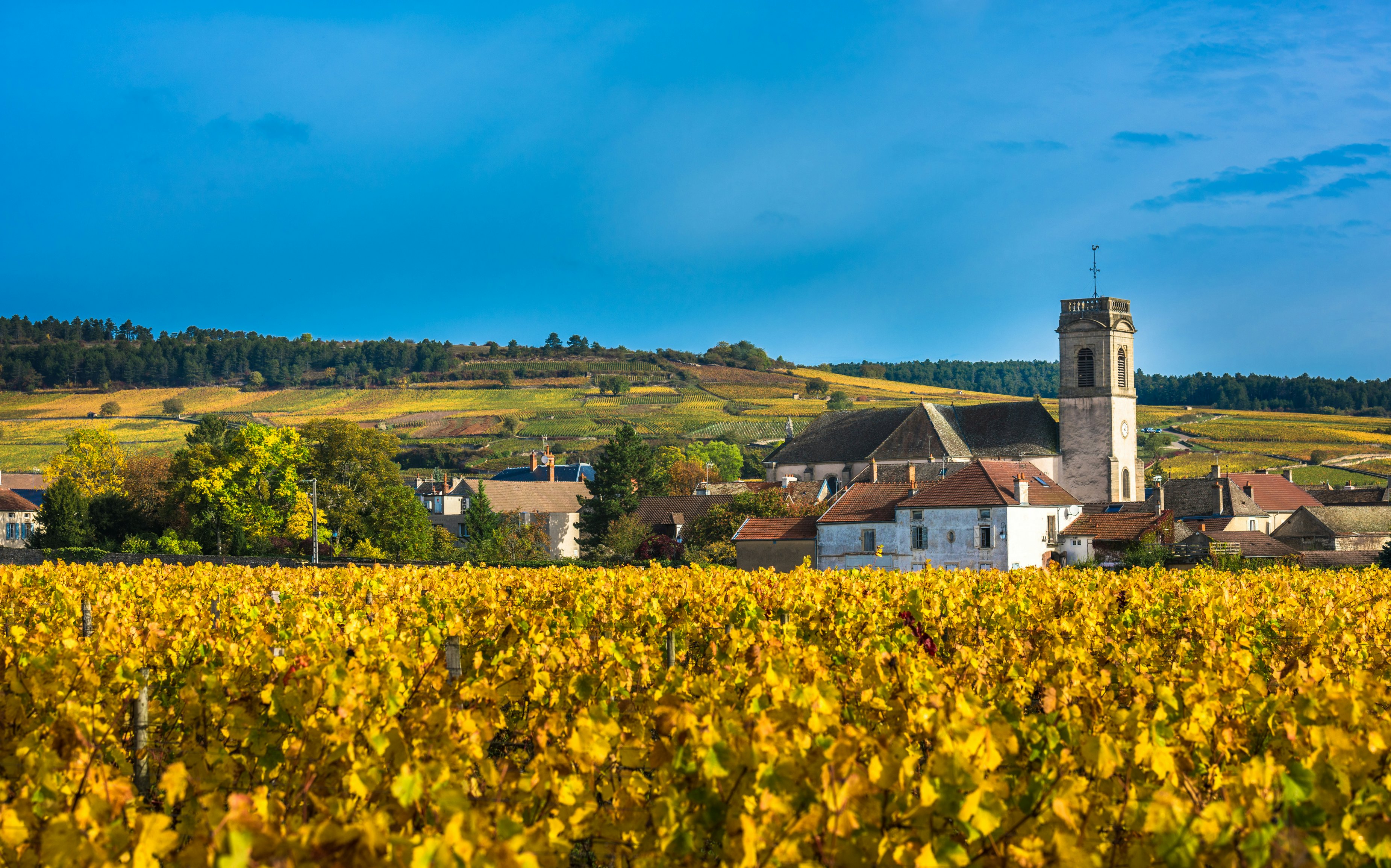 A small village with a square church tower surrounded by vineyards glowing yellow in the autumn sun.