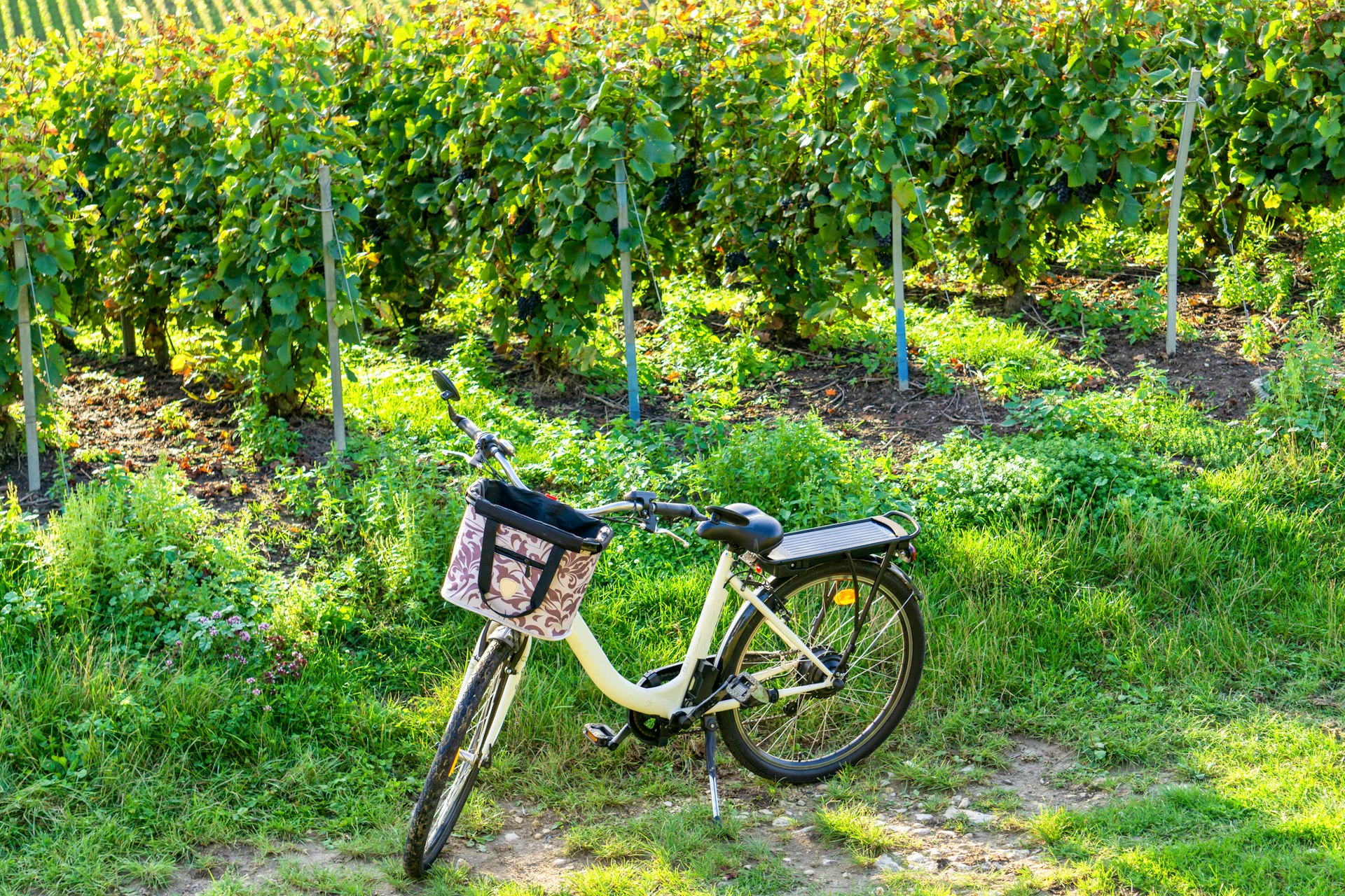 Bicycle on the road in champagne vineyards at montagne de reims countryside village background, France