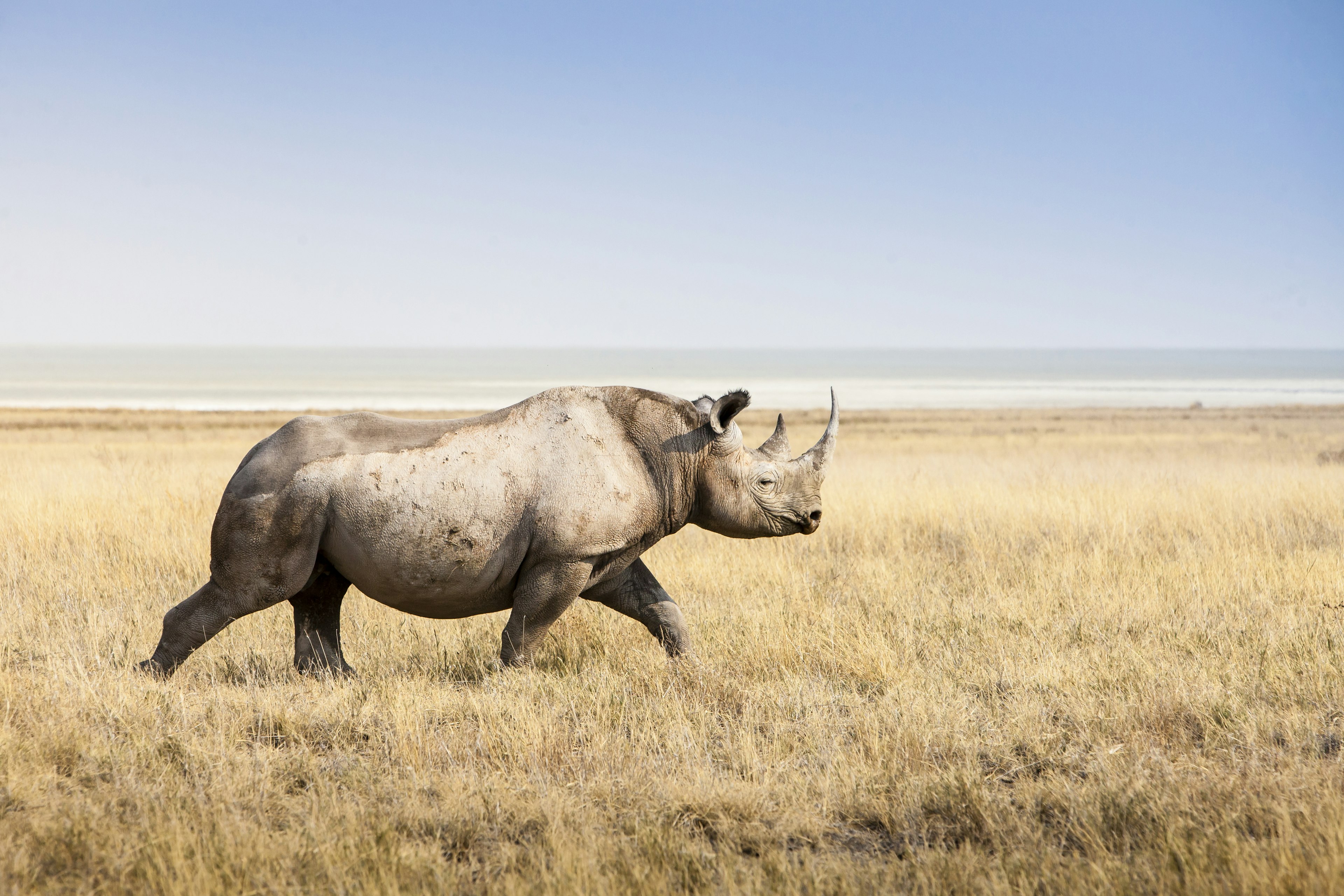 A solitary rhino trots through yellow grassland on a sunny day